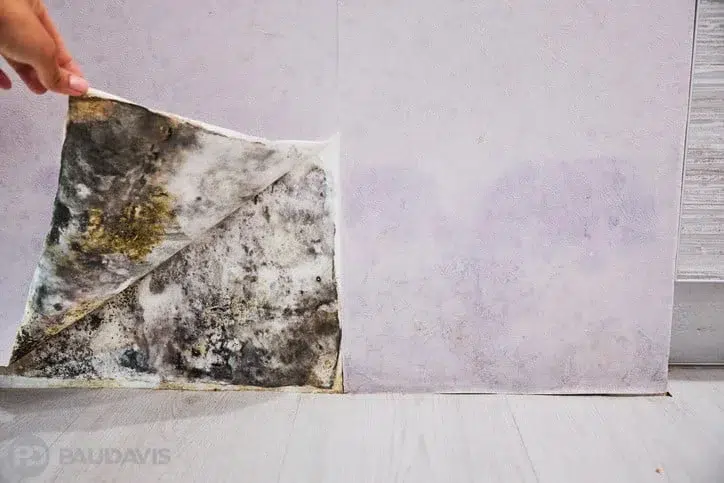 Mold testing during house mold repair Rochester MN